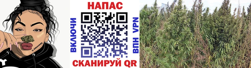 Купить где  Мирный  МАРИХУАНА сатива 